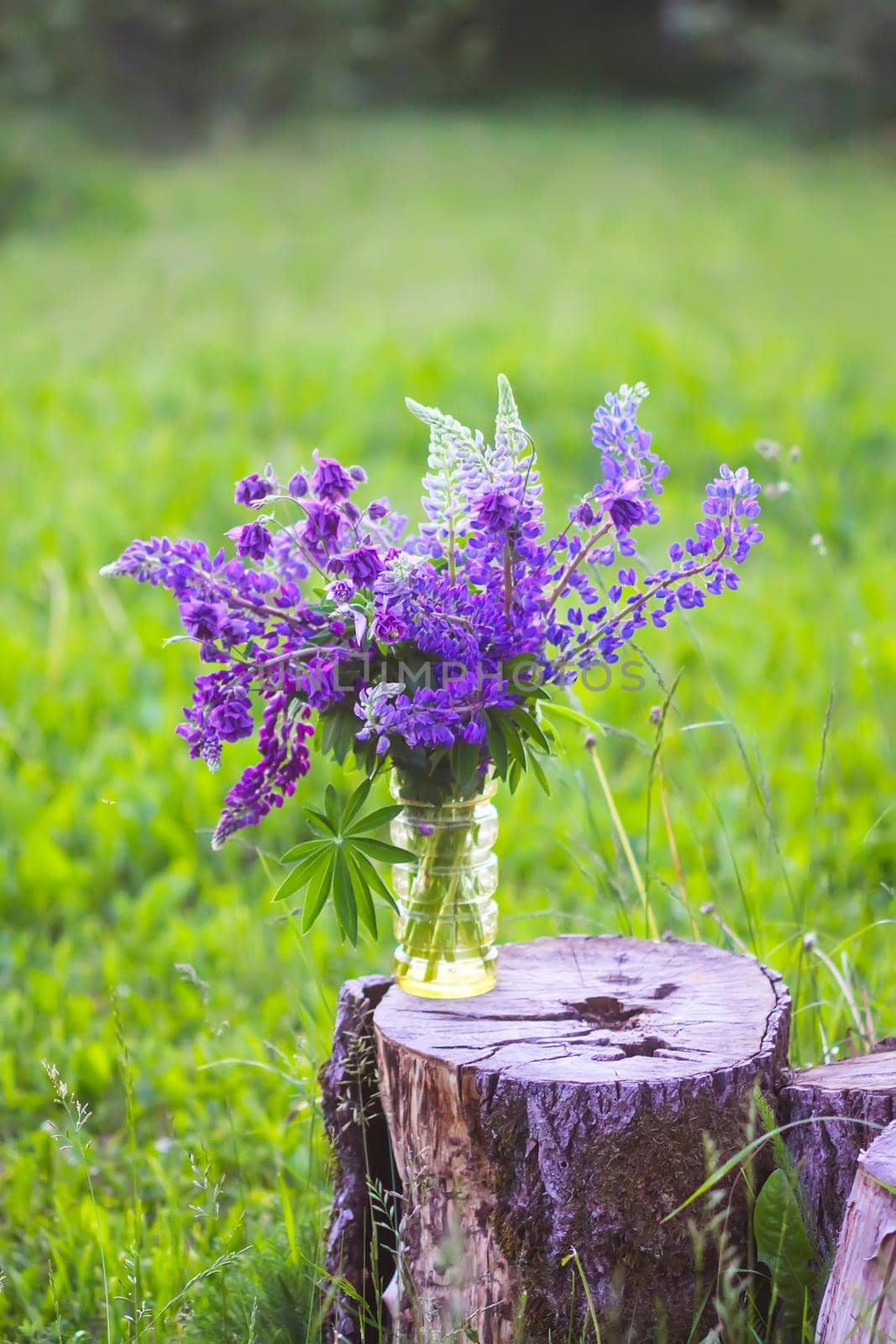 Bouquet of summer flowers on tree stump. Large-leaved or Bigleaf Lupine purple flowers. Lupinus polyphyllus plants.