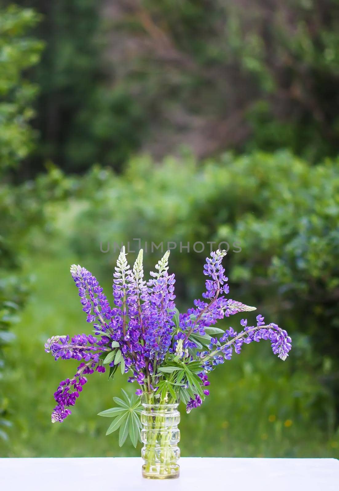 Bouquet of summer flowers outdoors. Large-leaved or Bigleaf Lupine purple flowers. Lupinus polyphyllus plants.
