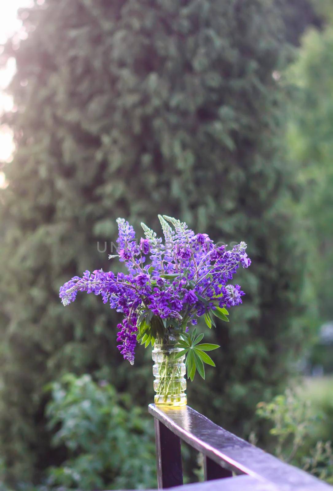 Bouquet of summer flowers in glass vase outdoors. Large-leaved or Bigleaf Lupine flowers. Lupinus polyphyllus plants. by nightlyviolet