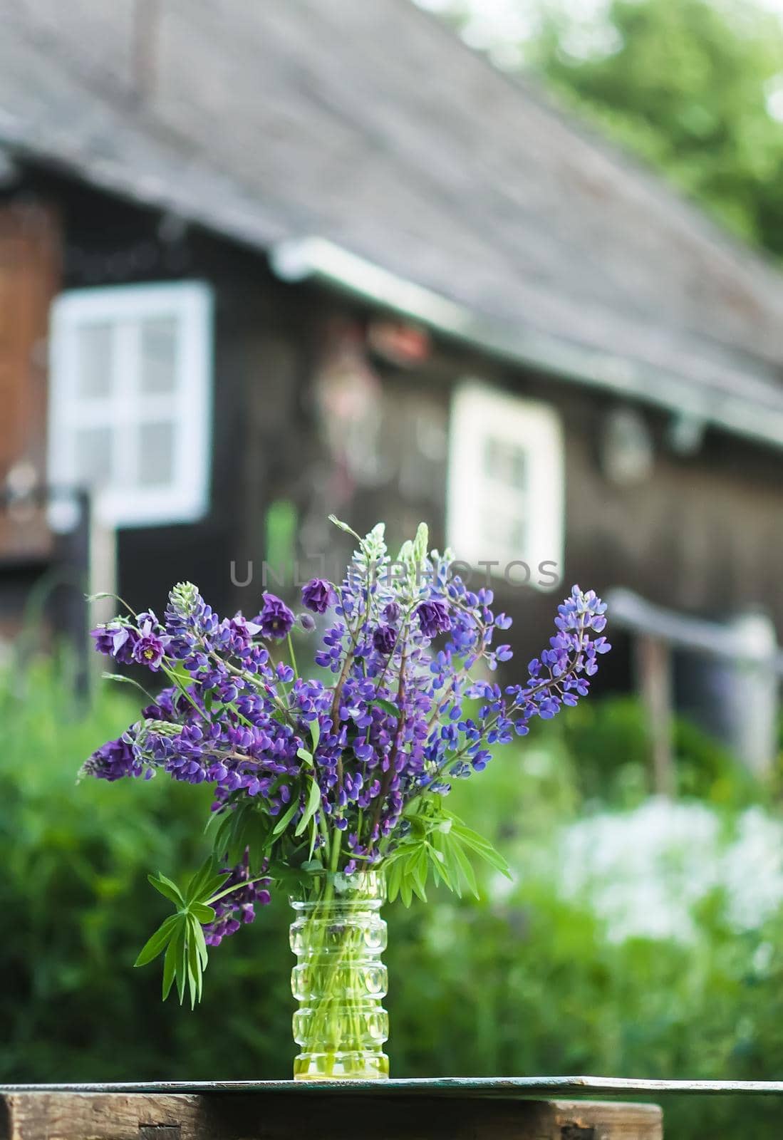 Bouquet of summer flowers on rural house building outdoors. Large-leaved or Bigleaf Lupine flowers. Lupinus polyphyllus plants. by nightlyviolet