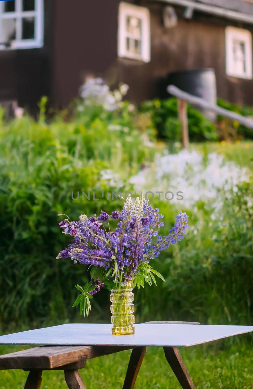 Bouquet of summer flowers on rural house background outdoors. Large-leaved or Bigleaf Lupine purple flowers. Lupinus polyphyllus plants.
