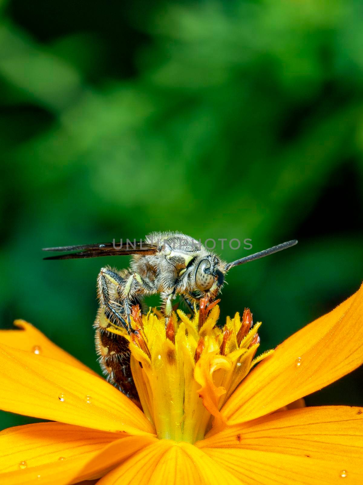 Image of Beewolf or Beewolves or Beewolves(Philanthus) on yellow flower on a natural background. Are bee-hunters or bee-killer wasps., Insect. Animal. by yod67