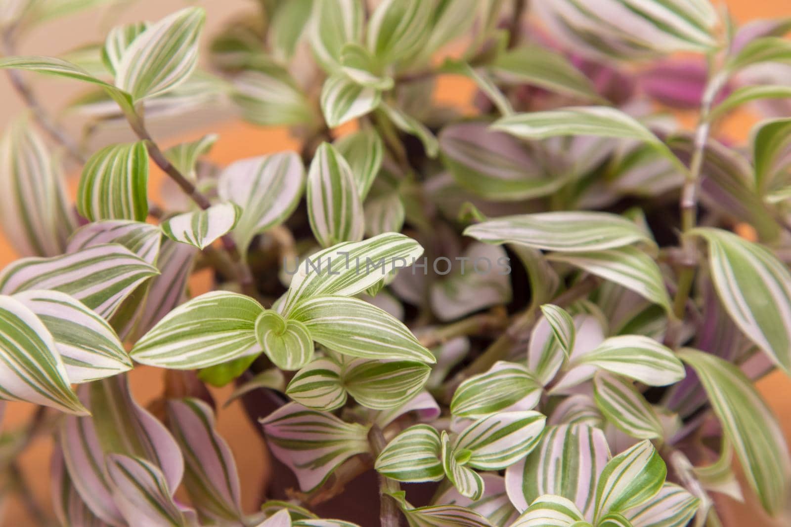 Green and large striped leaves of a home flower close-up. In the background, green plants are out of focus. There is free copy space. Warm soft daylight.