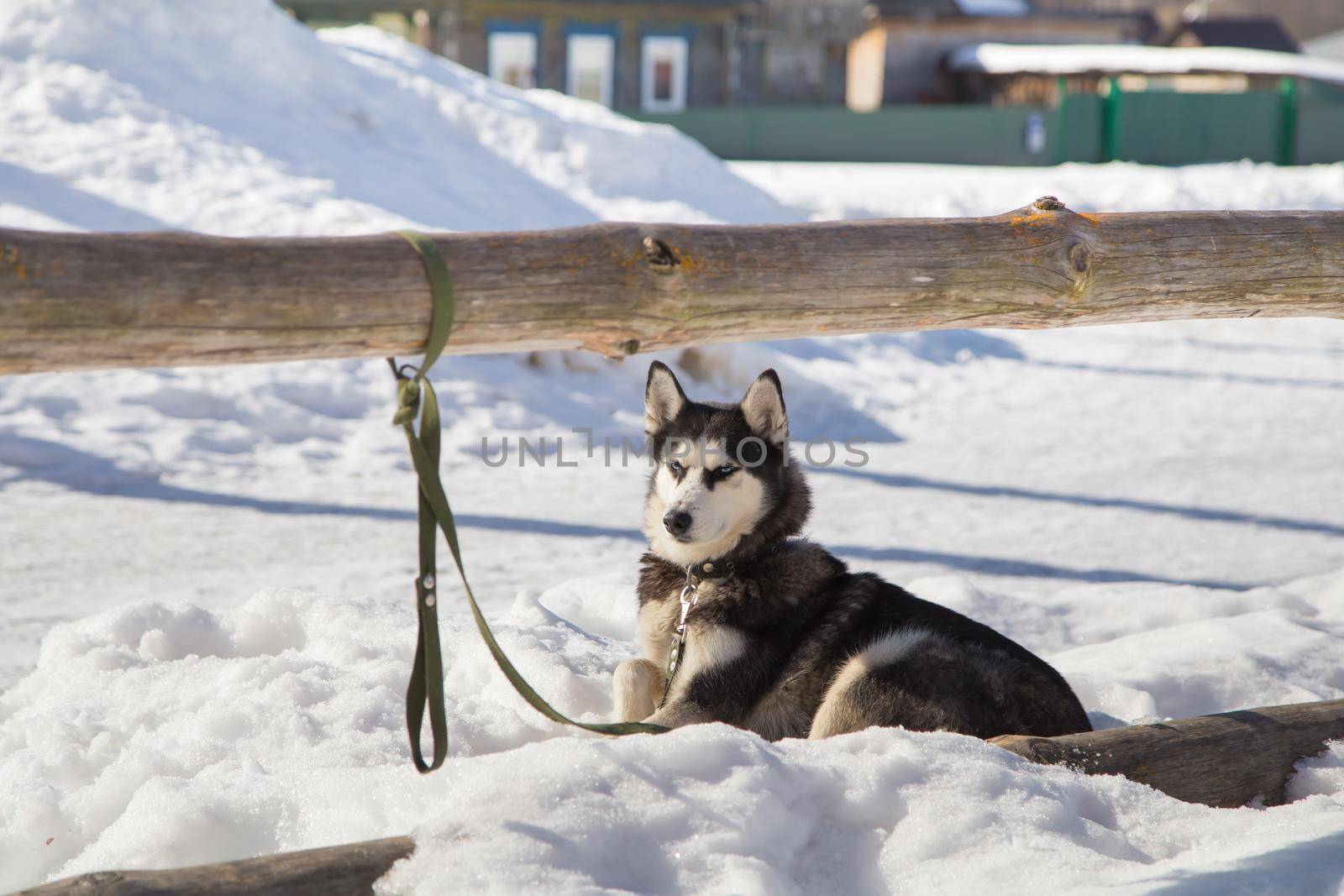 The Siberian Husky, man's faithful friend, lies in the snow. The fearless hunter dog is waiting for its owner. The leash is tied to a pole of a wooden fence, in the rays of the evening sun.
