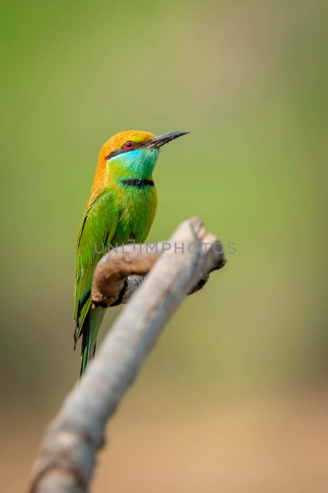 Image of Green Bee-eater bird(Merops orientalis) on a tree branch on nature background. Bird. Animals.