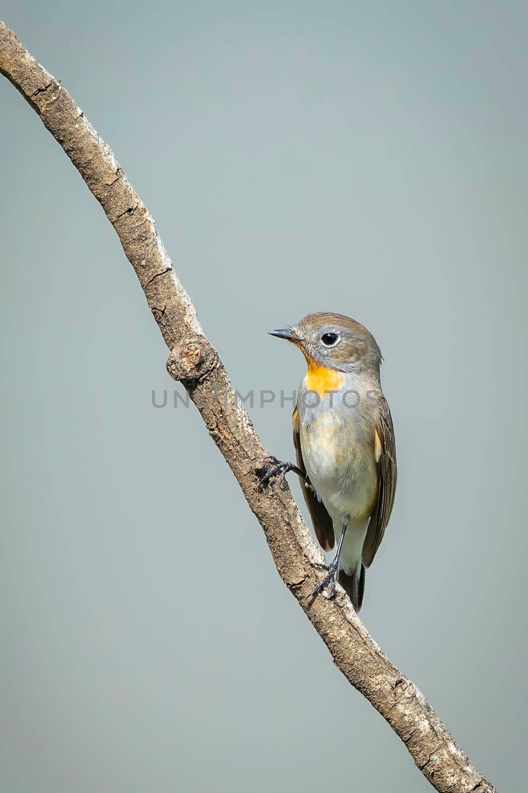 Image of Taiga Flycatcher or Red-throated Flycatcher Bird (Ficedula albicilla) on a tree branch on nature background. Birds. Animal.