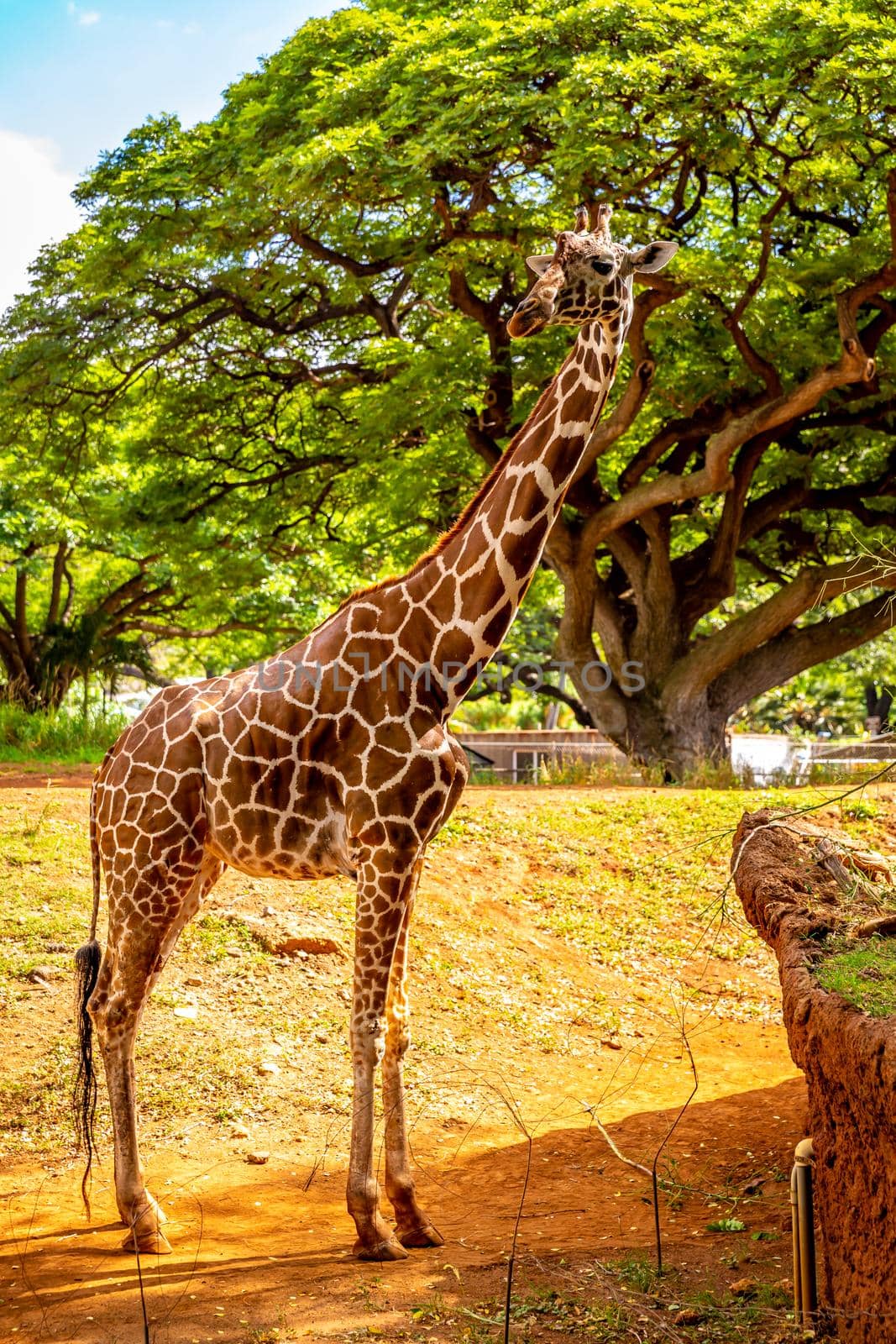 Giraffe Standing under the tree by gepeng