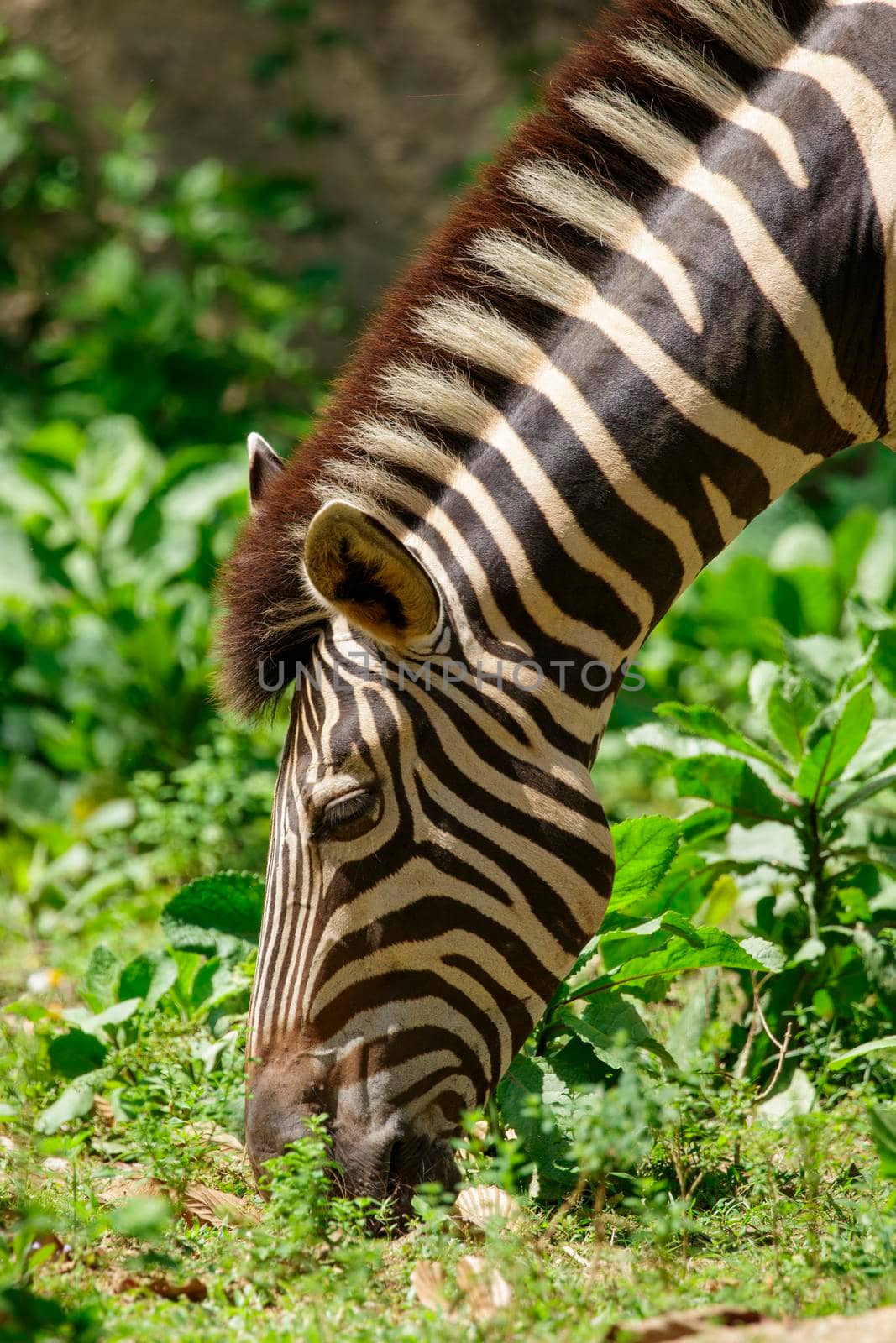 Image of an zebras are eating grass on nature background. Wild Animals.