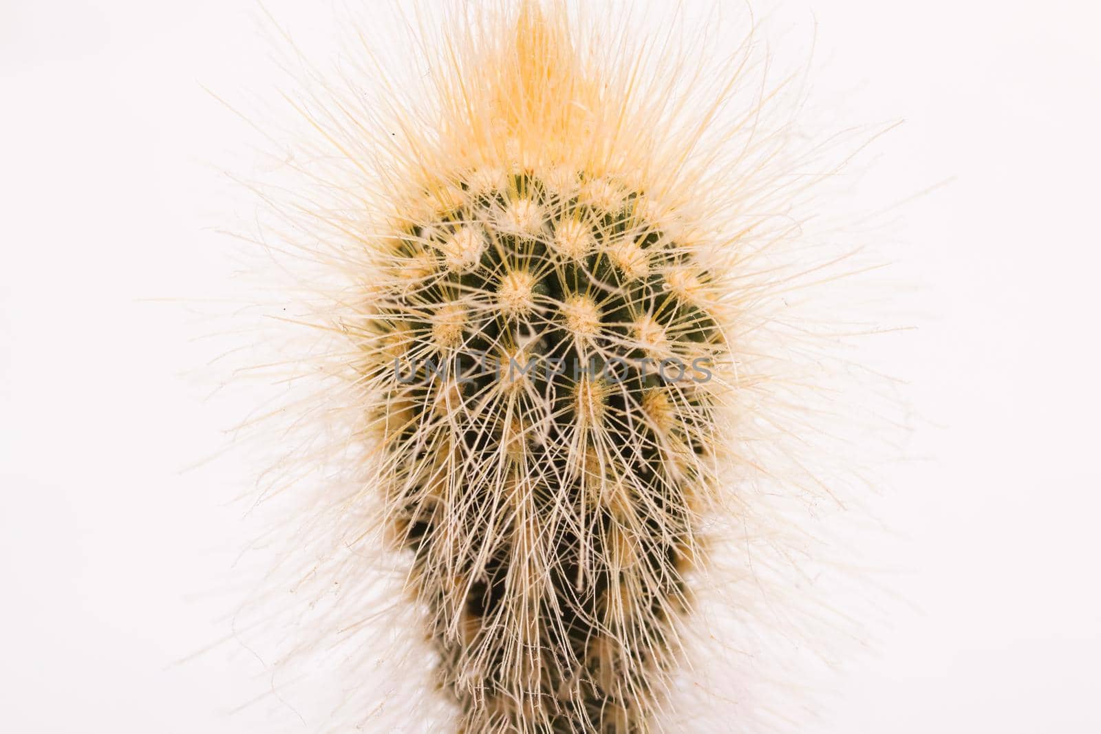 Green cactus needles on gray background, macro photo