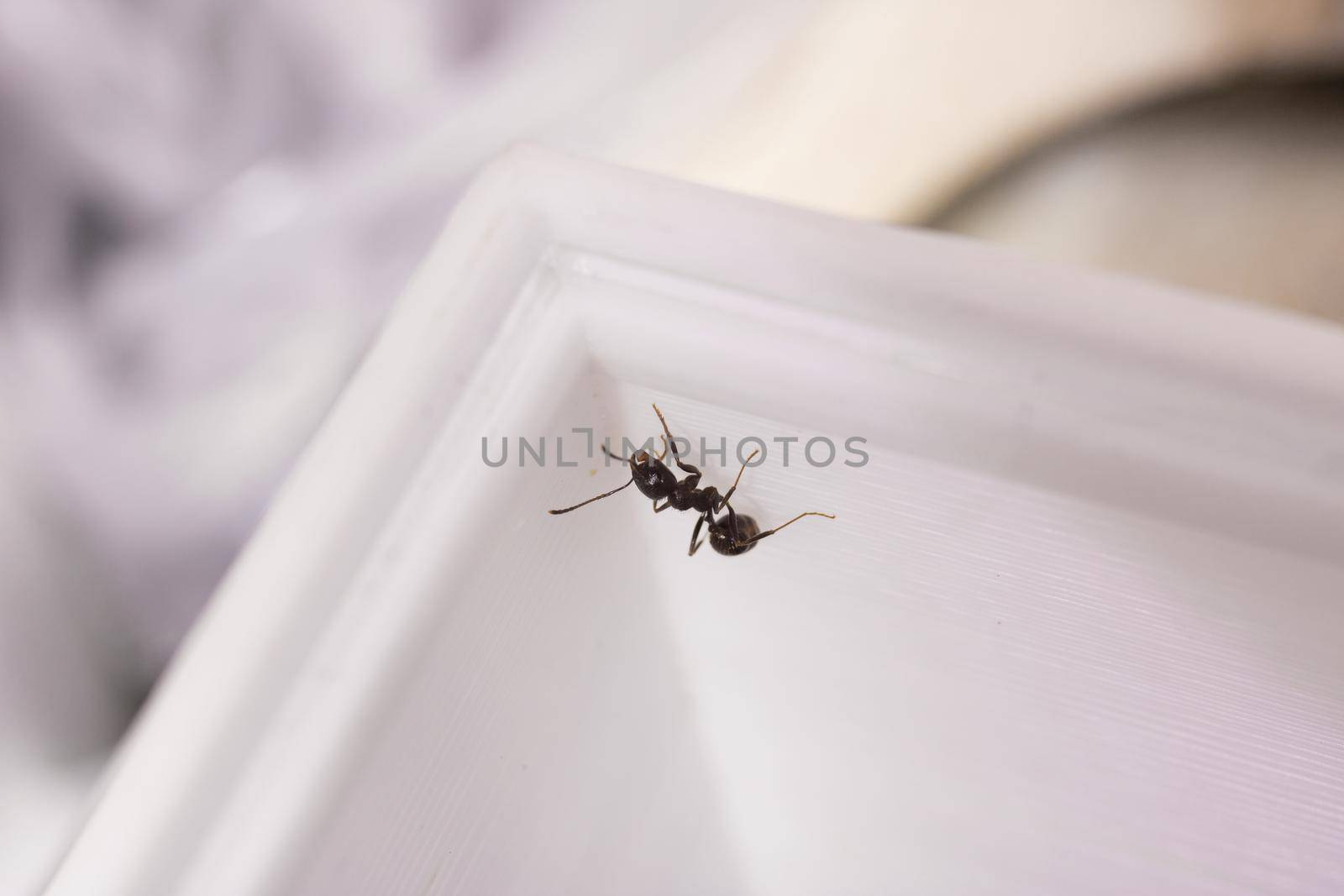 Ants messor structor in a formicaria close up