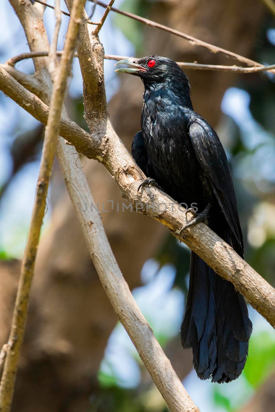 Image of asian koel bird (Eudynamys scolopaceus) male, on the branch on natural background. by yod67