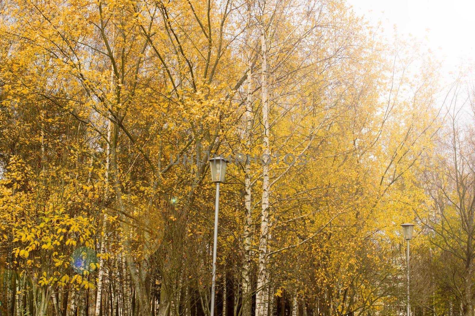Yellow trees in autumn forest in sunlight close up