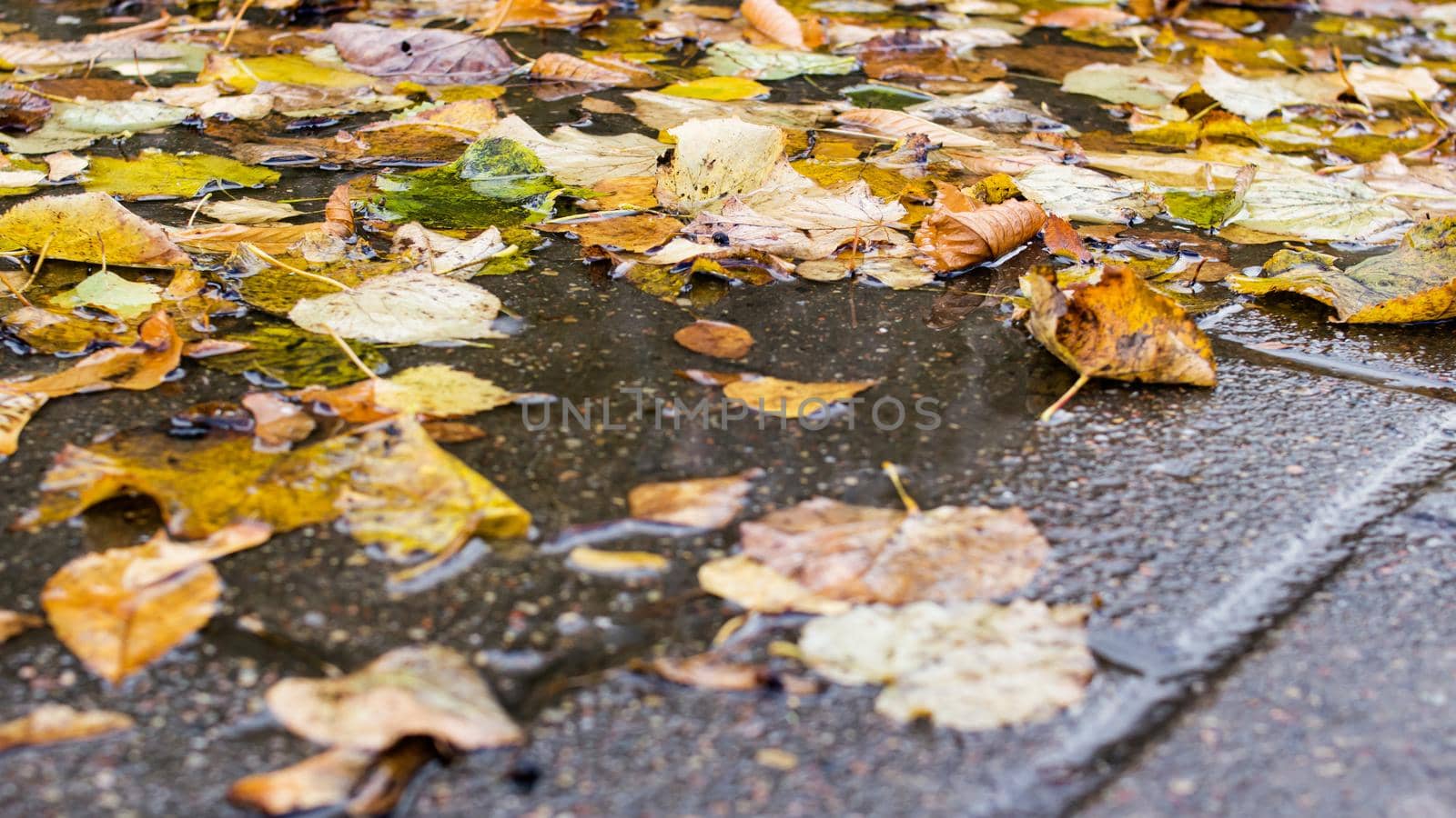 Yellow leaves in a puddle on sidewalk by Vera1703