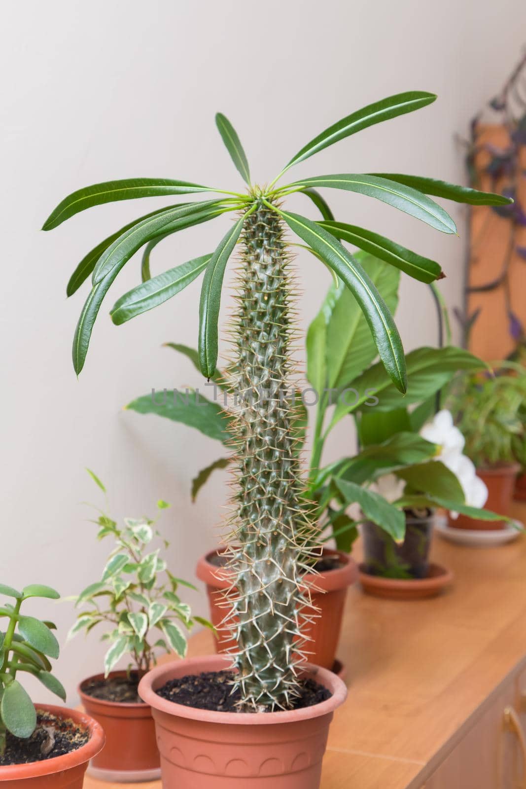 Green large long leaves of a home cactus close-up. In the background there is a white wall and other plants. There is free copy space. Warm soft daylight.