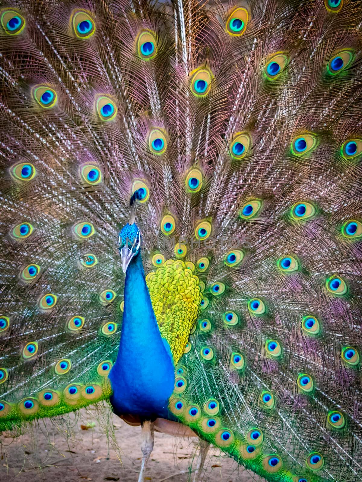 Image of a peacock showing its beautiful feathers. wild animals.