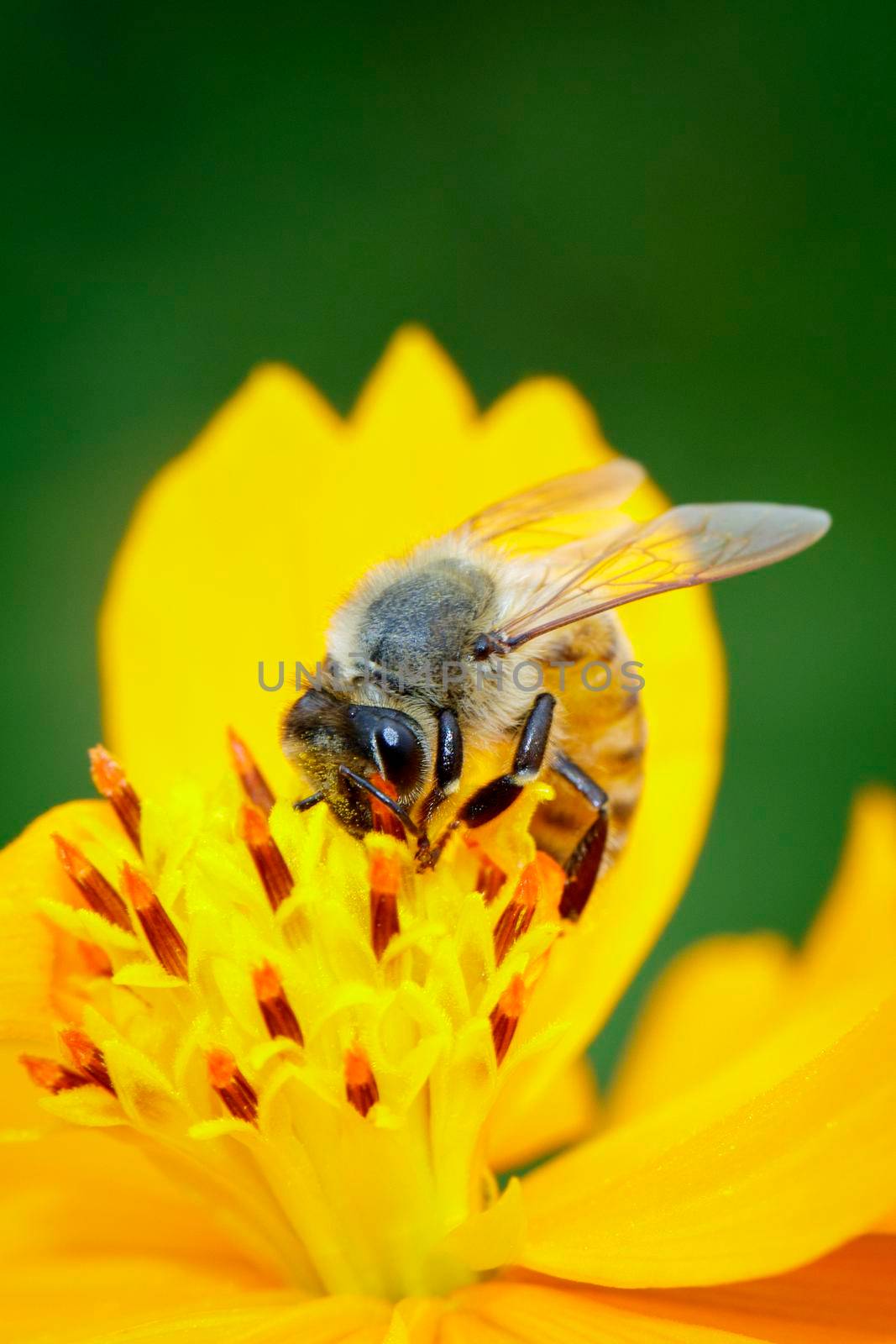 Image of bee or honeybee on yellow flower collects nectar. Golden honeybee on flower pollen. Insect. Animal