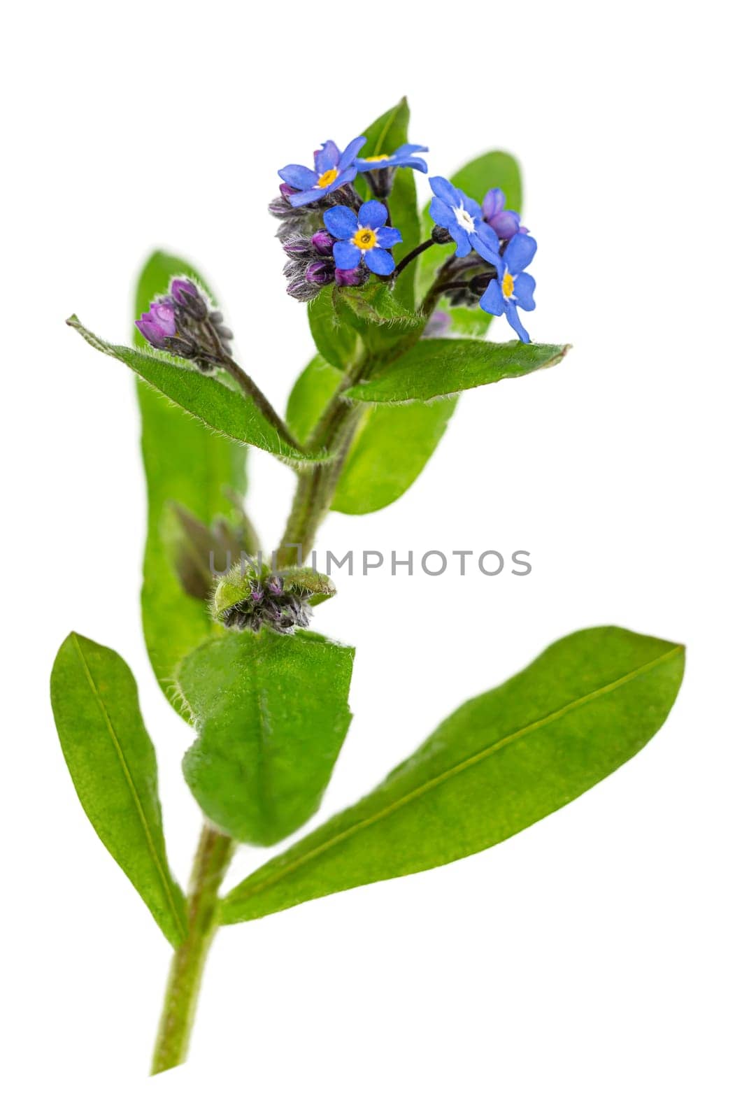 Beautiful blue forget-me-not (myosotis) flowers on a white background Png transparent file
