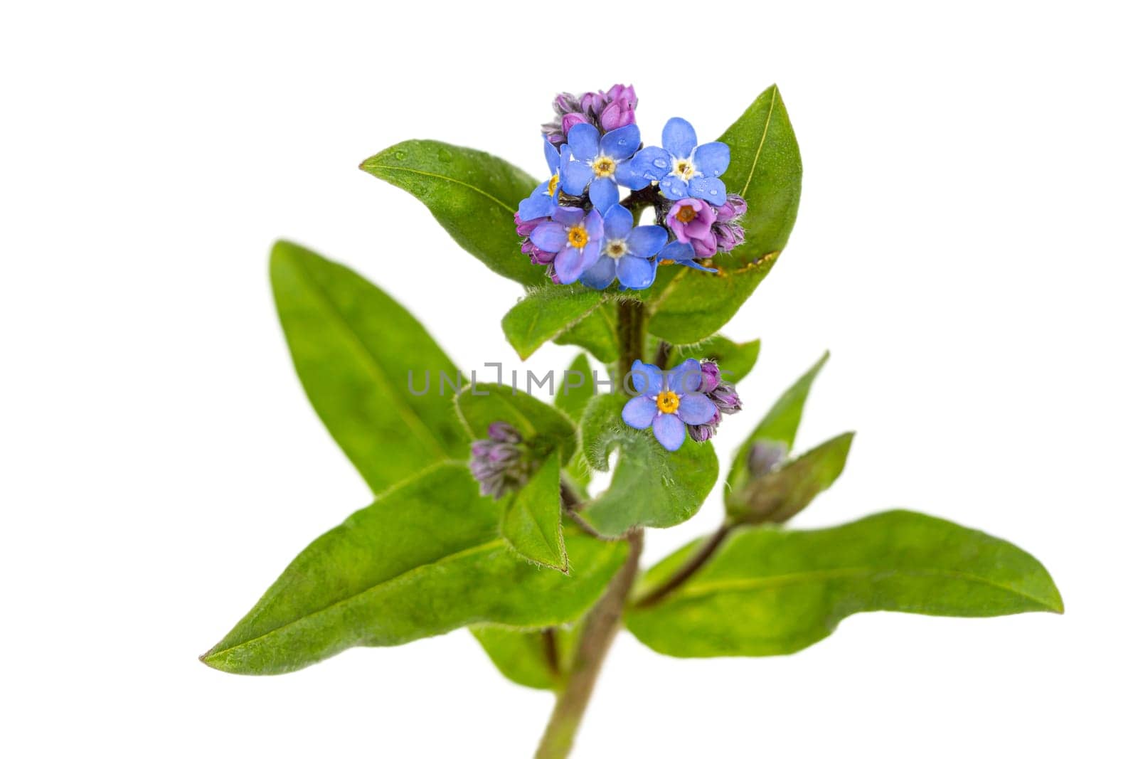 Beautiful blue forget-me-not (myosotis) flowers on a white background Png transparent file