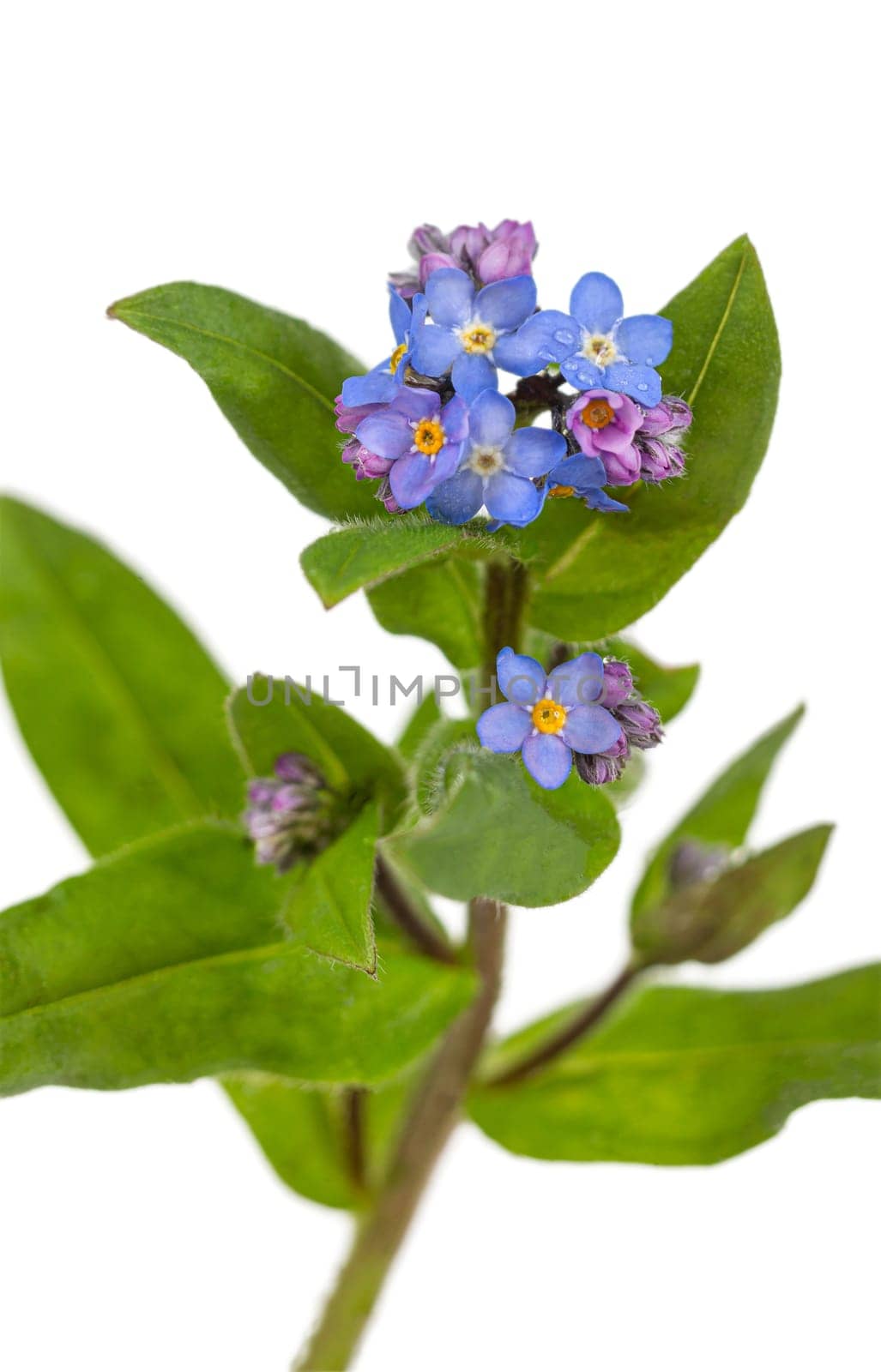 Beautiful blue forget-me-not (myosotis) flowers on a white background Png transparent file