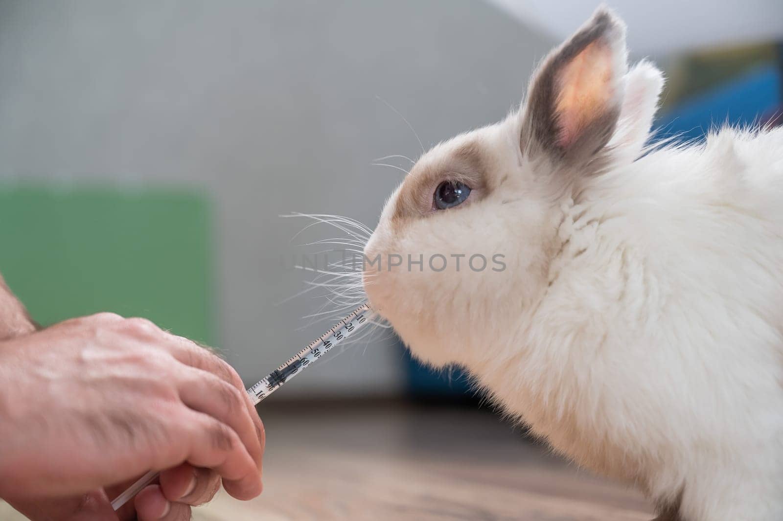 A man gives a rabbit medicine from a syringe. Bunny drinks from a syringe