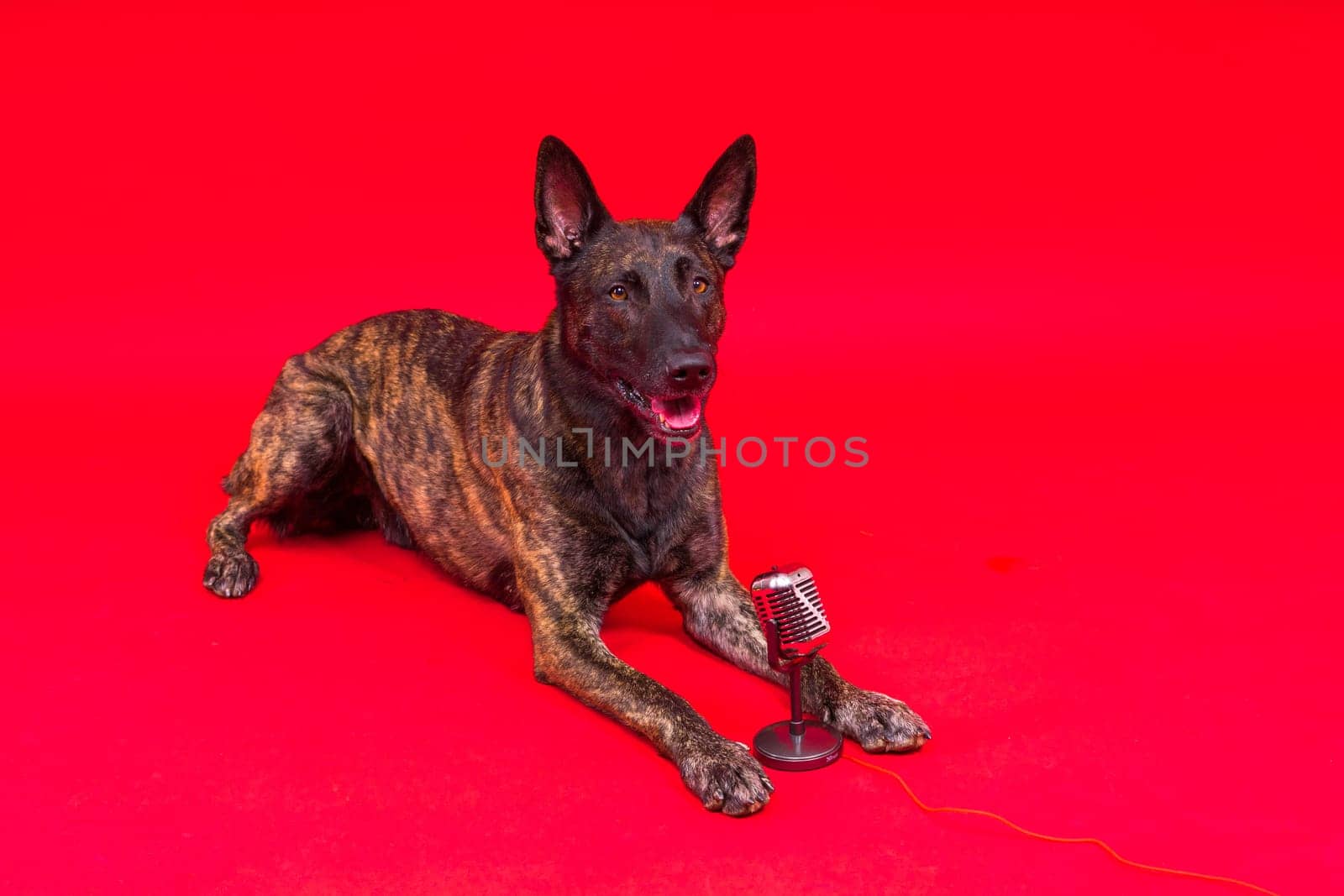 Cute singing dog Dutch shepherd in studio red yellow background