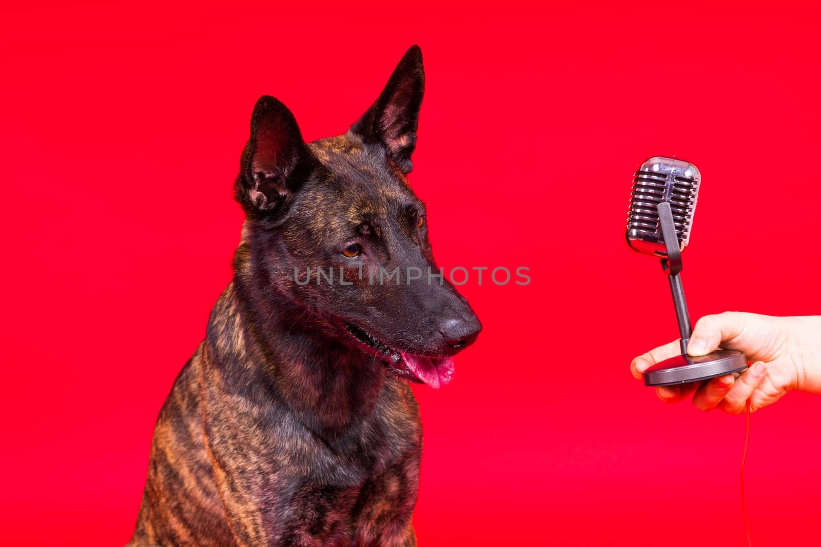 Cute singing dog Dutch shepherd in studio red yellow background