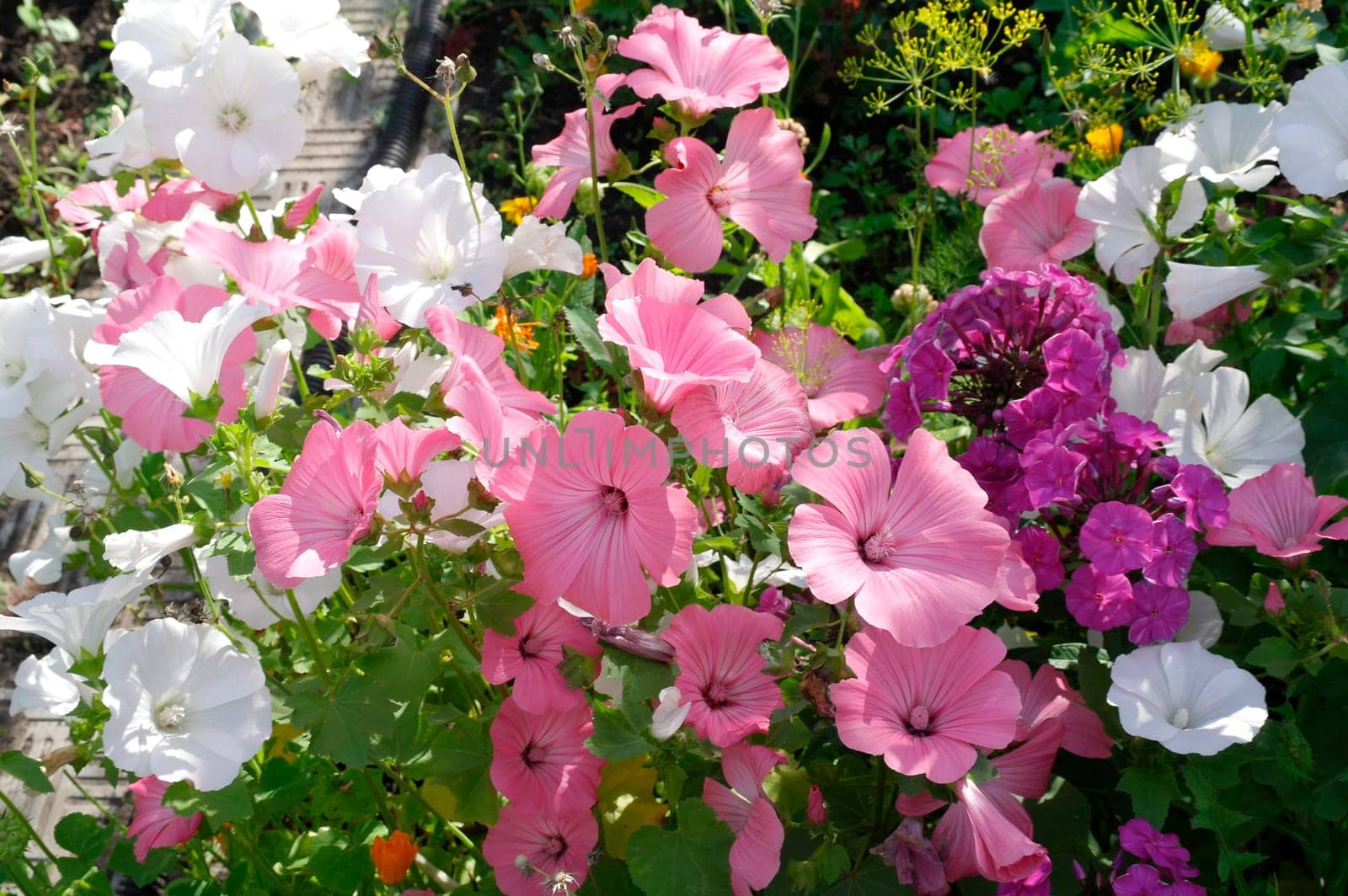Pink flowers of Lavatera in the garden. Blooming summer flower bed. Close-up photo of flowers.