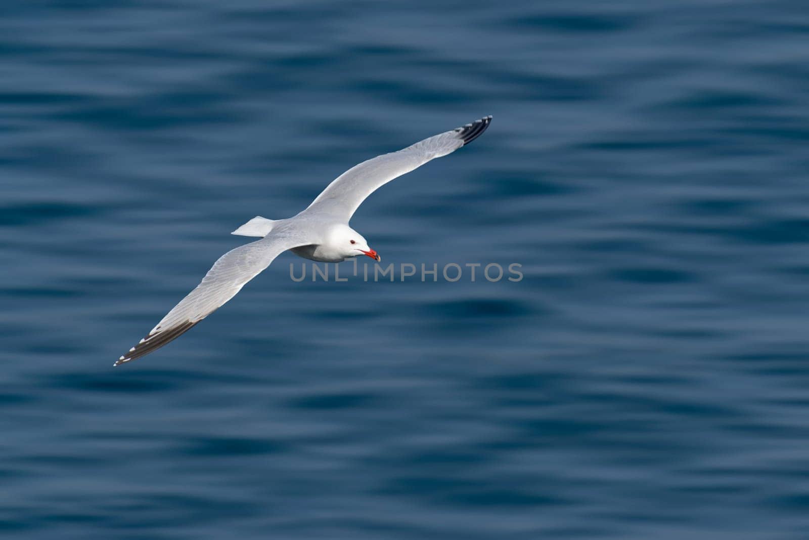 seabird clipping on owl, Audouin's Gull, Ichthyaetus audouinii, clipping on white background transparecia, wildlife