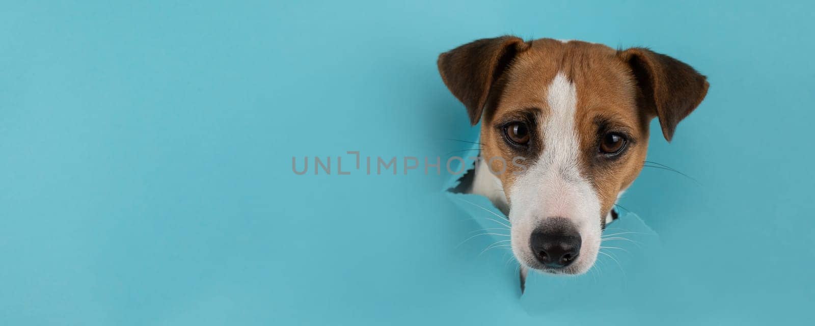 Funny dog muzzle jack russell terrier sticks out of a hole in a blue cardboard background. Widescreen