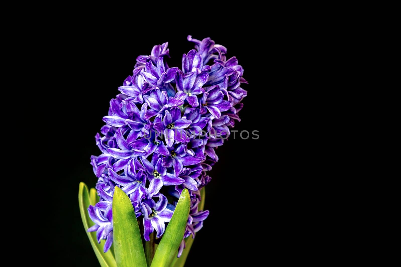 hyacinth violet flowers, isolated on a black background