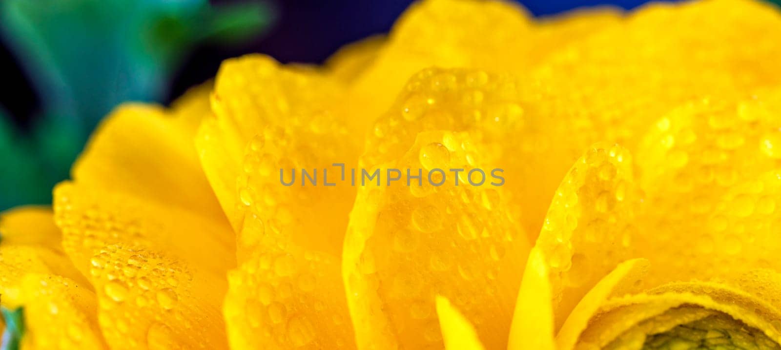 Drops of dew at a yellow leaves flower. Panoramic view