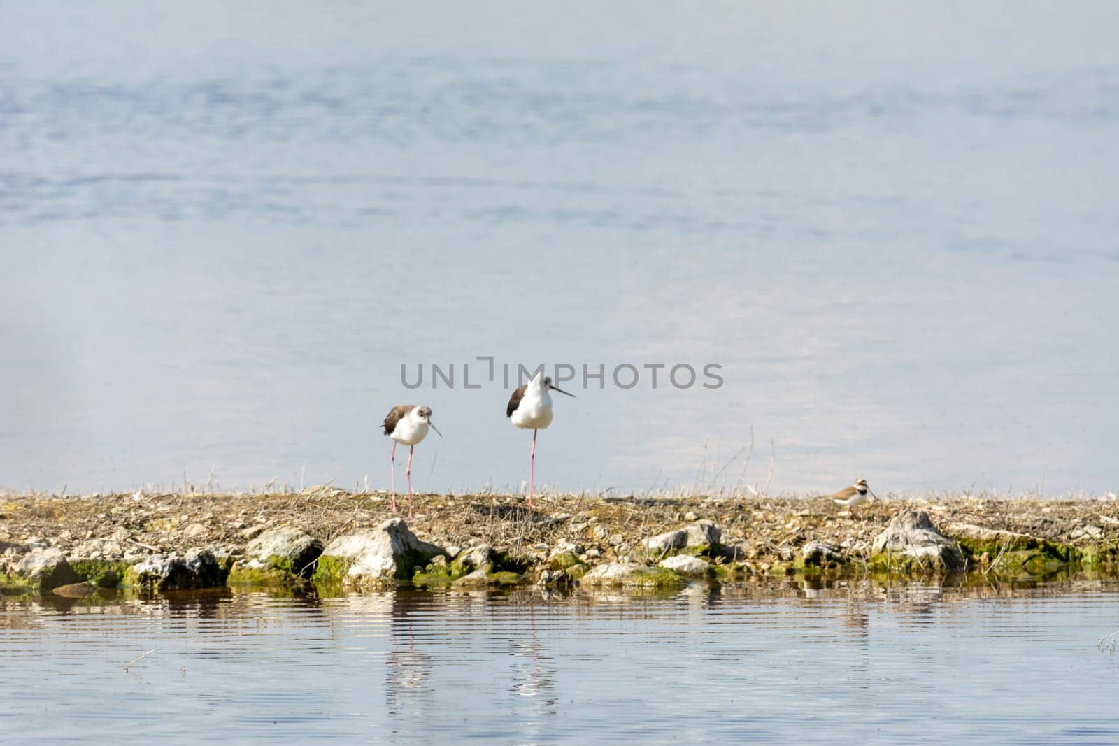 water bird, wading, wild in a lake, feeding on looking for small crustaceans Himantopus himantopus