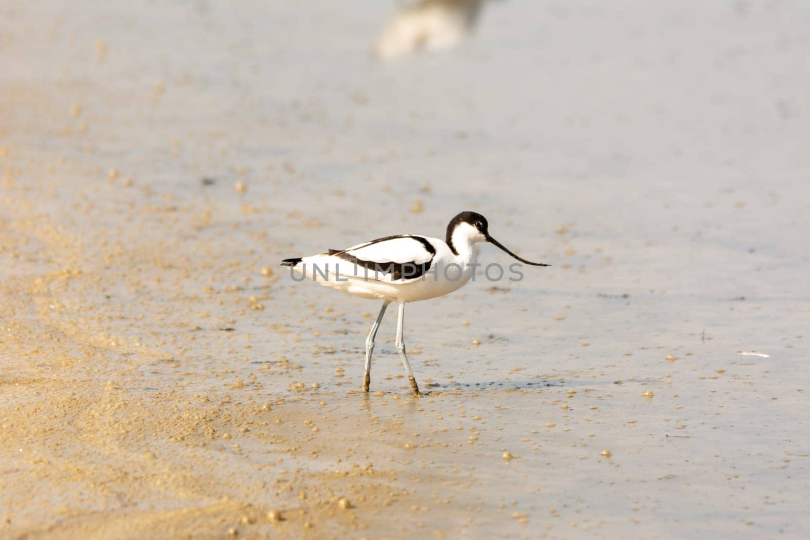 water bird, wading, wild in a lake, feeding on looking for small crustaceans Recurvirostra avosetta