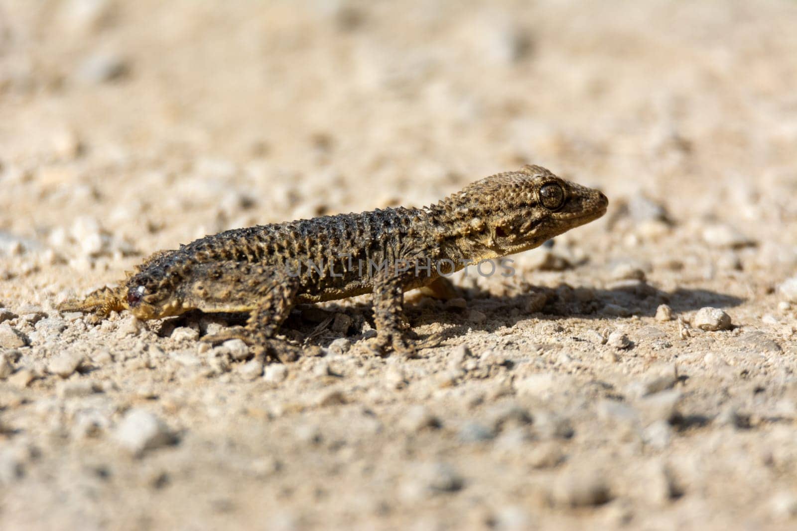 ground level view of a reptile, the brown gecko (Tarentola mauritanica), close-up photograph