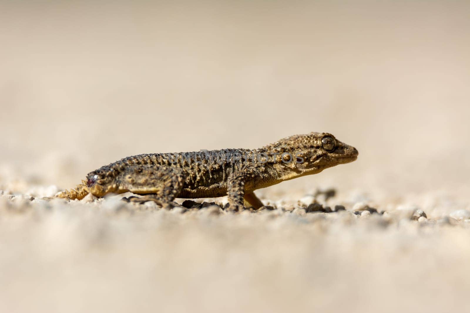 Moorish gecko (Tarentola mauritanica) on the ground, with his tail cut off, on the island of Mallorca
