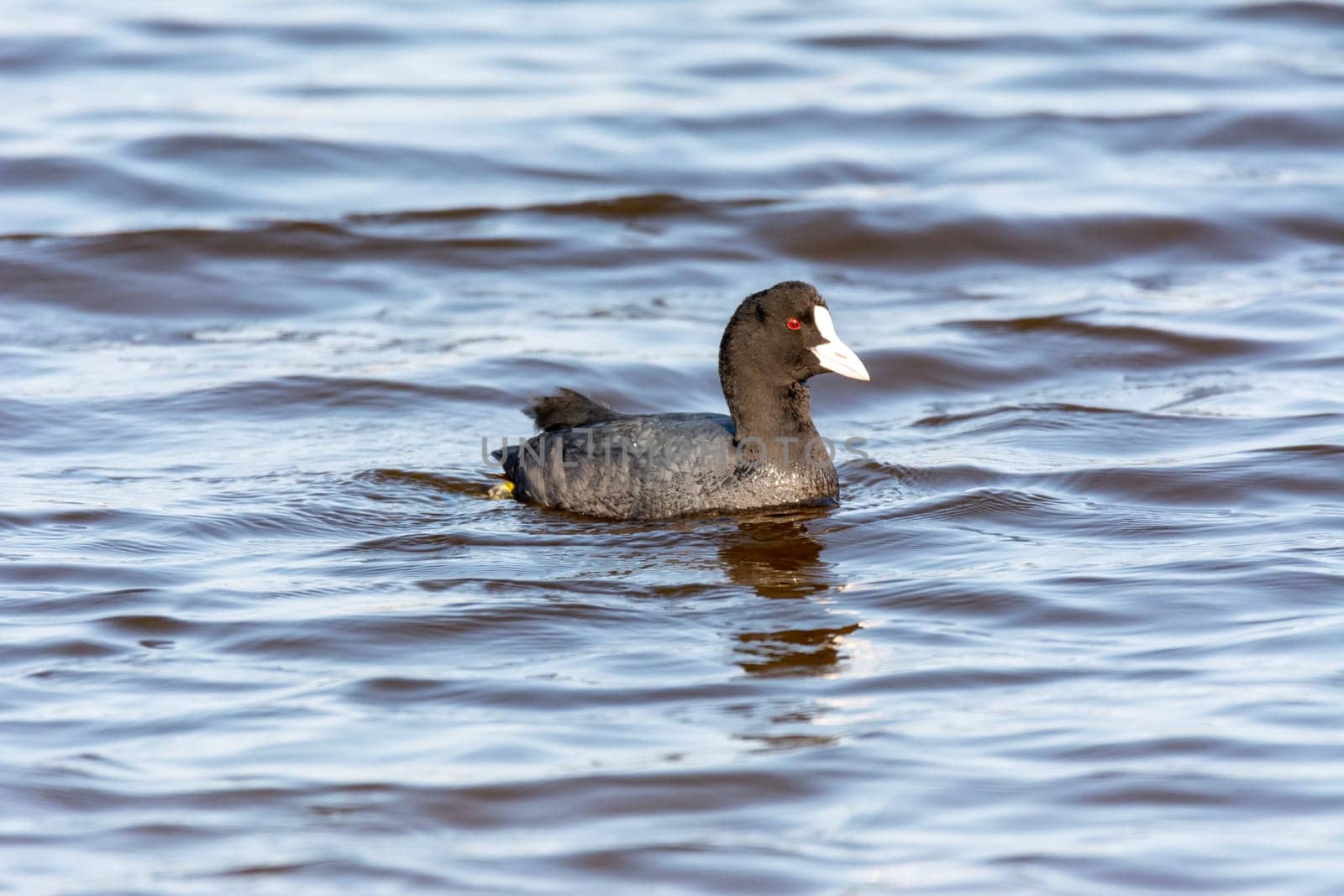 common coot, wild bird in a lake, with reeds and reeds, mating in early spring, natural life, Fulica atra,