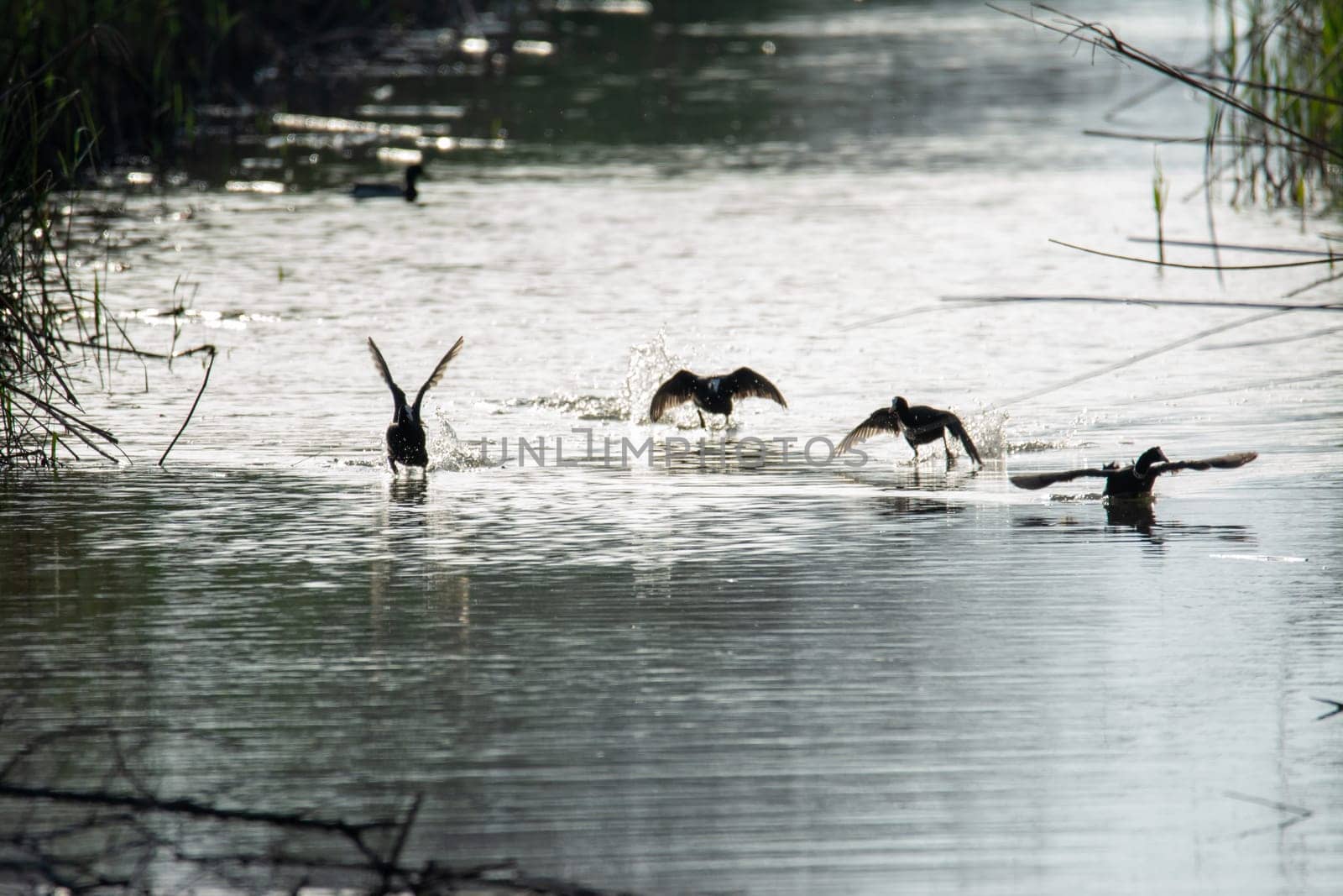 common coot, wild bird in a lake, with reeds and reeds, mating in early spring, natural life, Fulica atra,