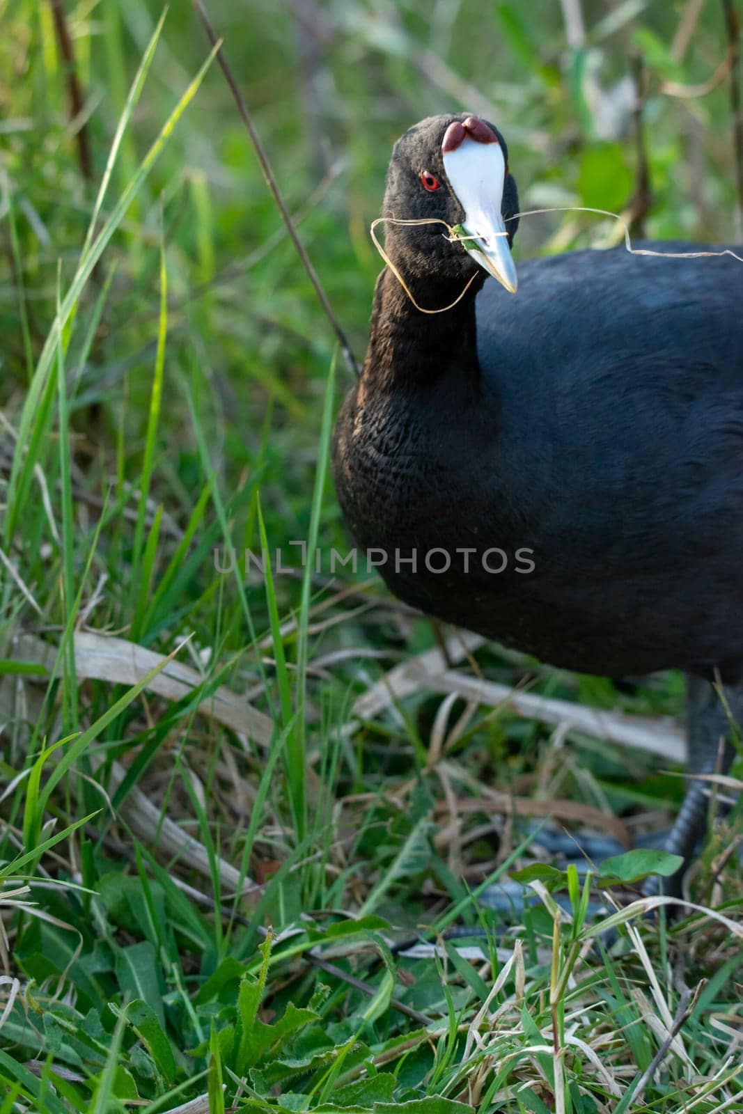 common coot, wild bird in a lake, with reeds and reeds, mating in early spring, natural life, Fulica atra,