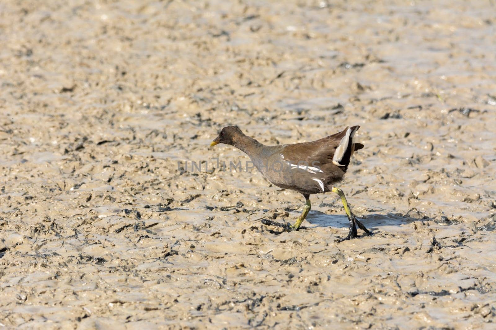 water bird in lake of natural