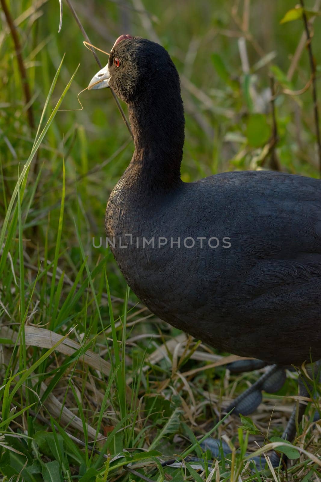 Common coot, (Fulica atra) close-up wild water bird in a lake, swimming, early spring, wildlife in natural park mallorca spain,