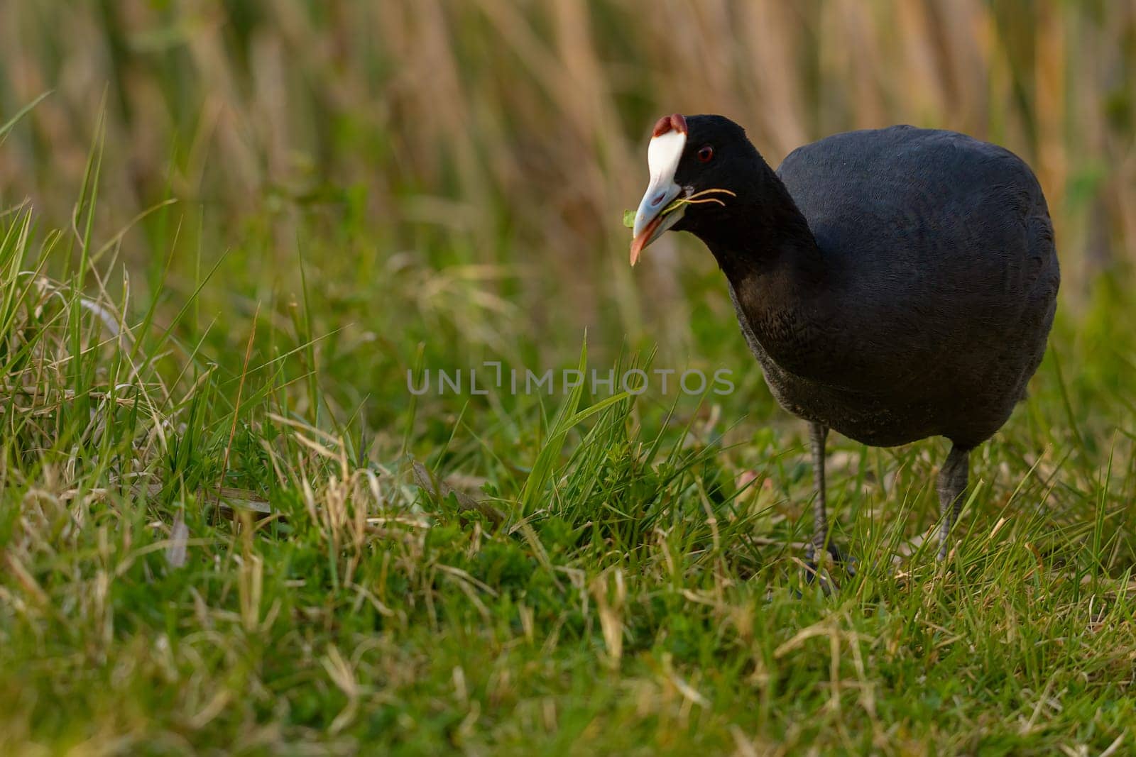 Common coot, (Fulica atra) close-up wild water bird in a lake, swimming, early spring, wildlife in natural park mallorca spain,