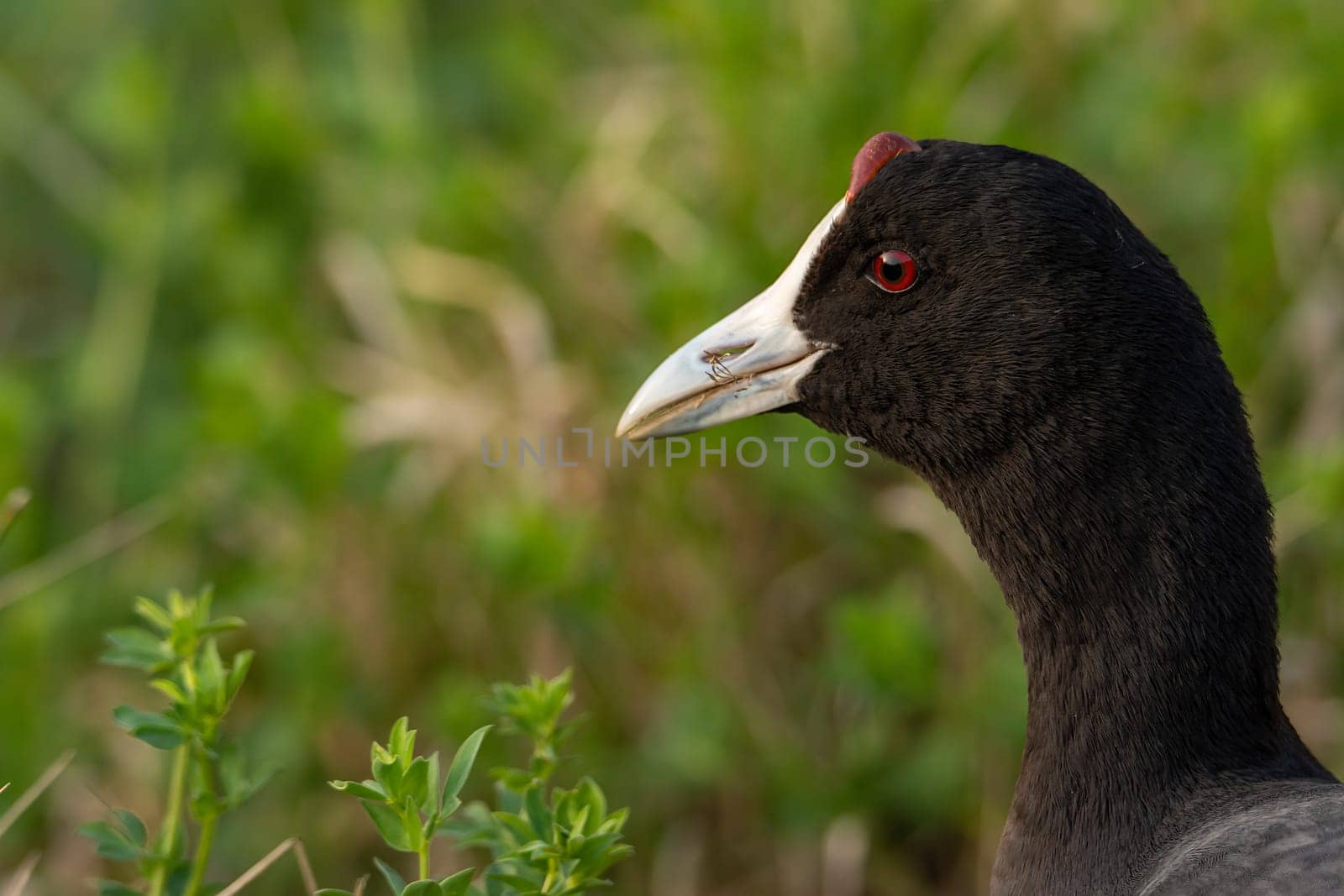 Common coot, (Fulica atra) close-up wild water bird in a lake, swimming, early spring, wildlife in natural park mallorca spain,