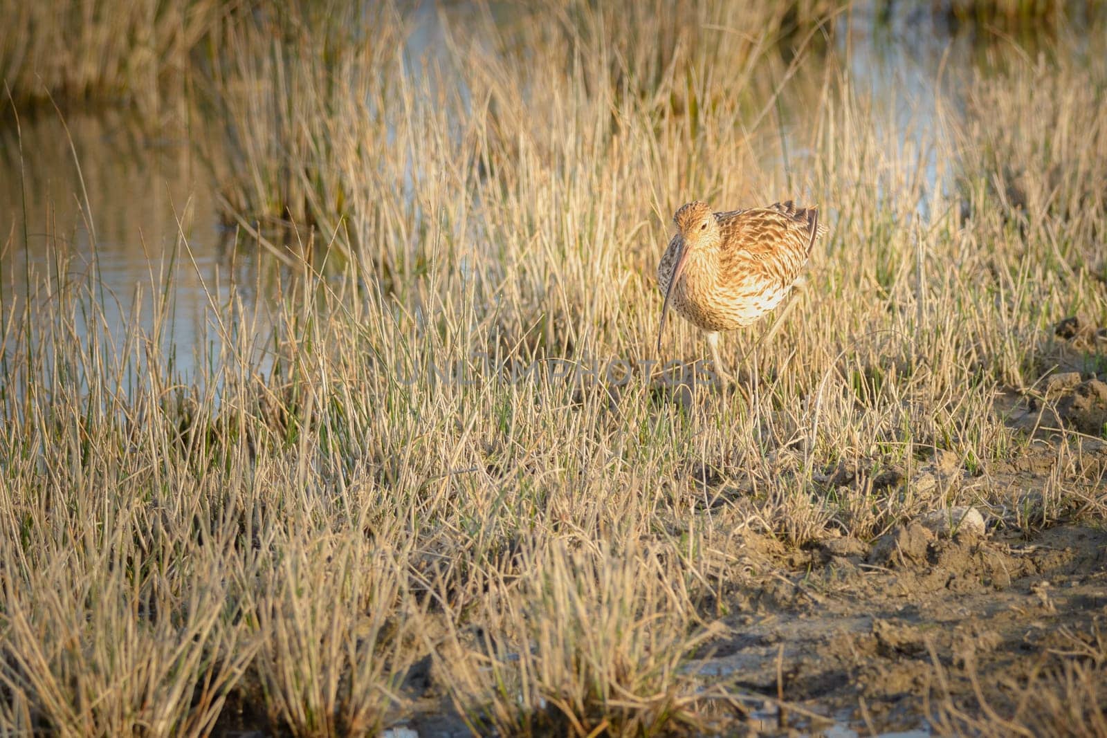 Eurasian curlew Numenius arquata wading wetland in search of food in natural park of mallorca spain by carlosviv