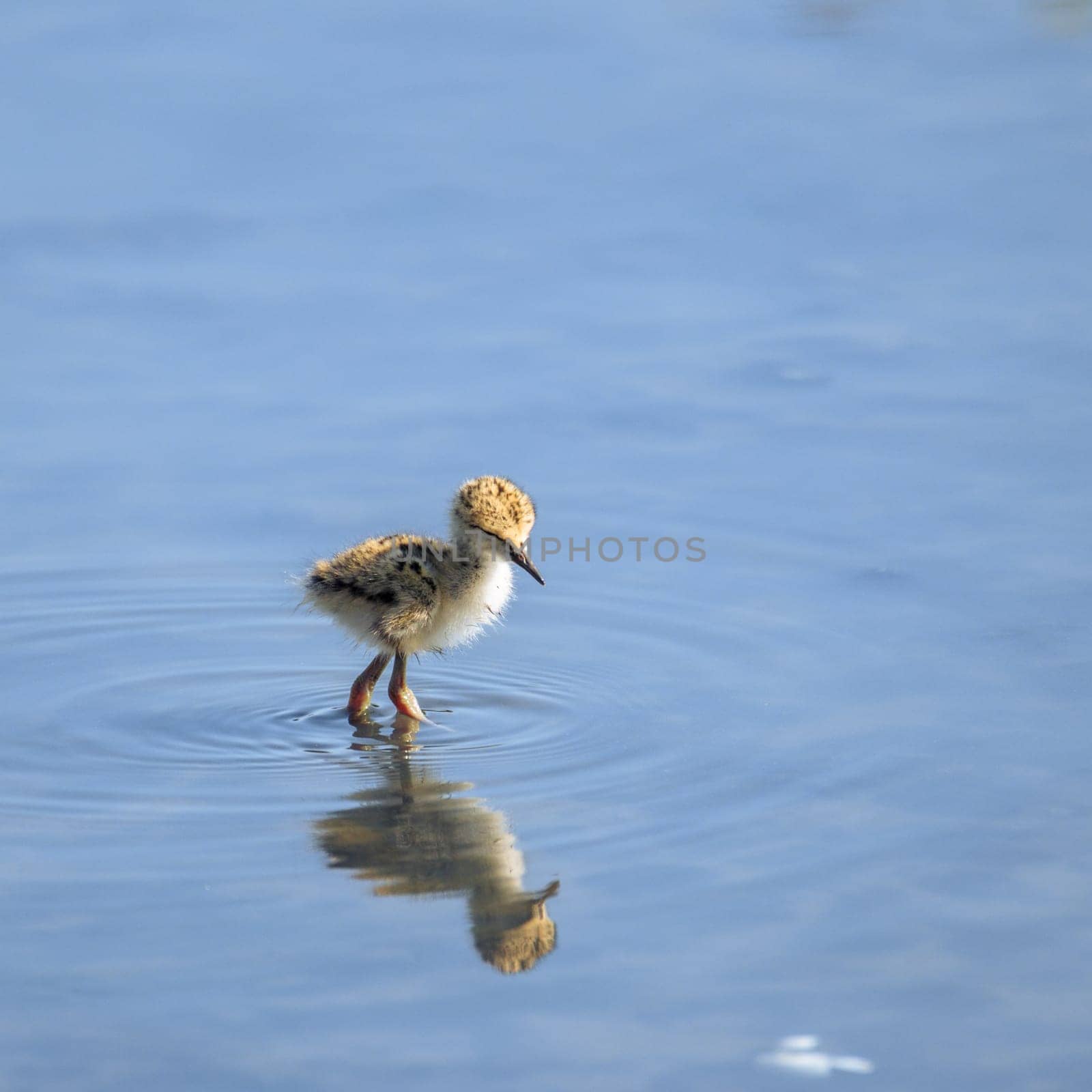 Baby black-winged Stilt Chicks Himantopus himantopus are solitary walking. Is a Shorebird that lives on the banks of the saltwater And in the Salt Evaporation Pond.