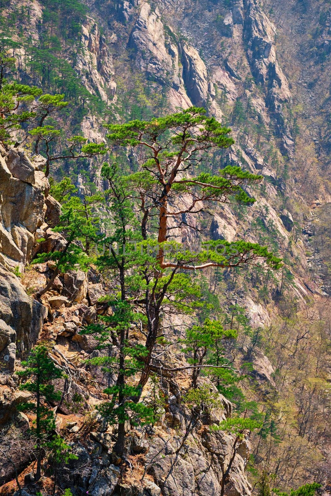 Pine tree and rock cliff , Seoraksan National Park, South Korea by dimol