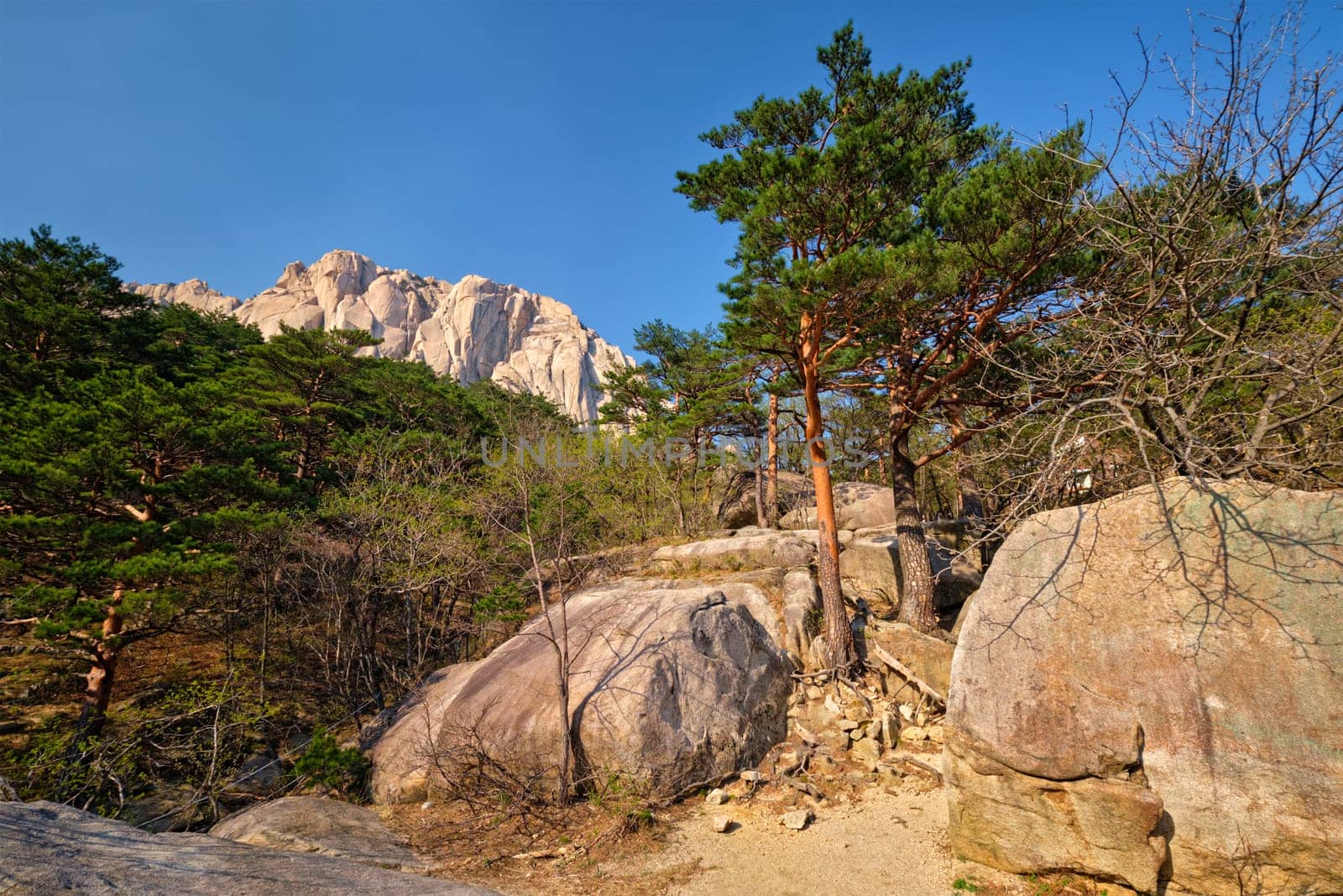 Ulsanbawi rock and pine trees in Seoraksan National Park, South Korea