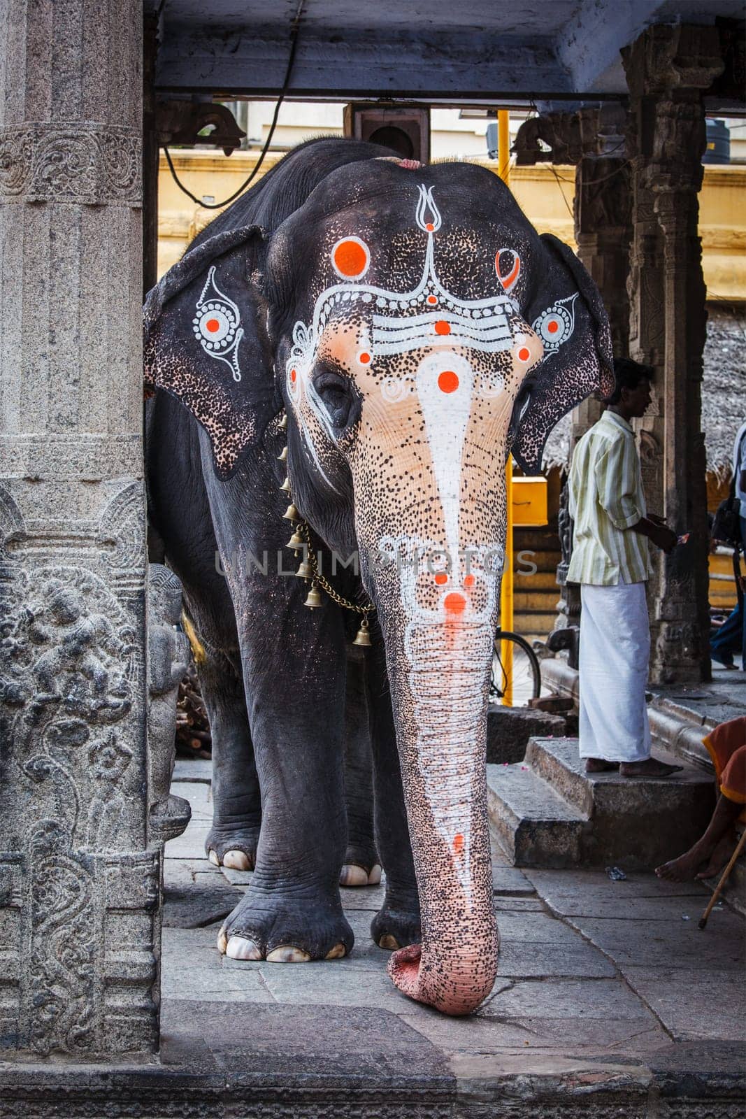 KANCHIPURAM, INDIA - SEPTEMBER 12, 2009: Elephant in Kailasanthar temple. Temple elephants are vital part of many temple ceremonies and festivals, particularly in South India