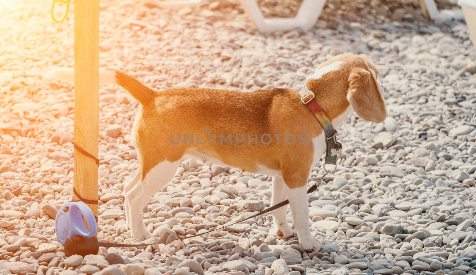 Ginger dog with white spots is resting on a pebble beach near the sea on a sunny day.