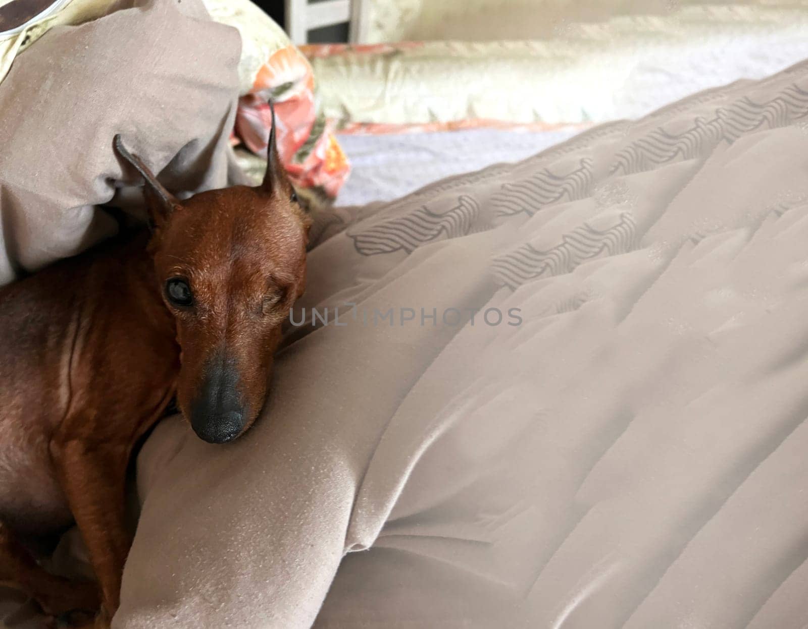 Dog with a disability, only one eye. Blind pet Zwergpinscher. Dog from a pet shelter. curious one-eyed dog. High quality photo