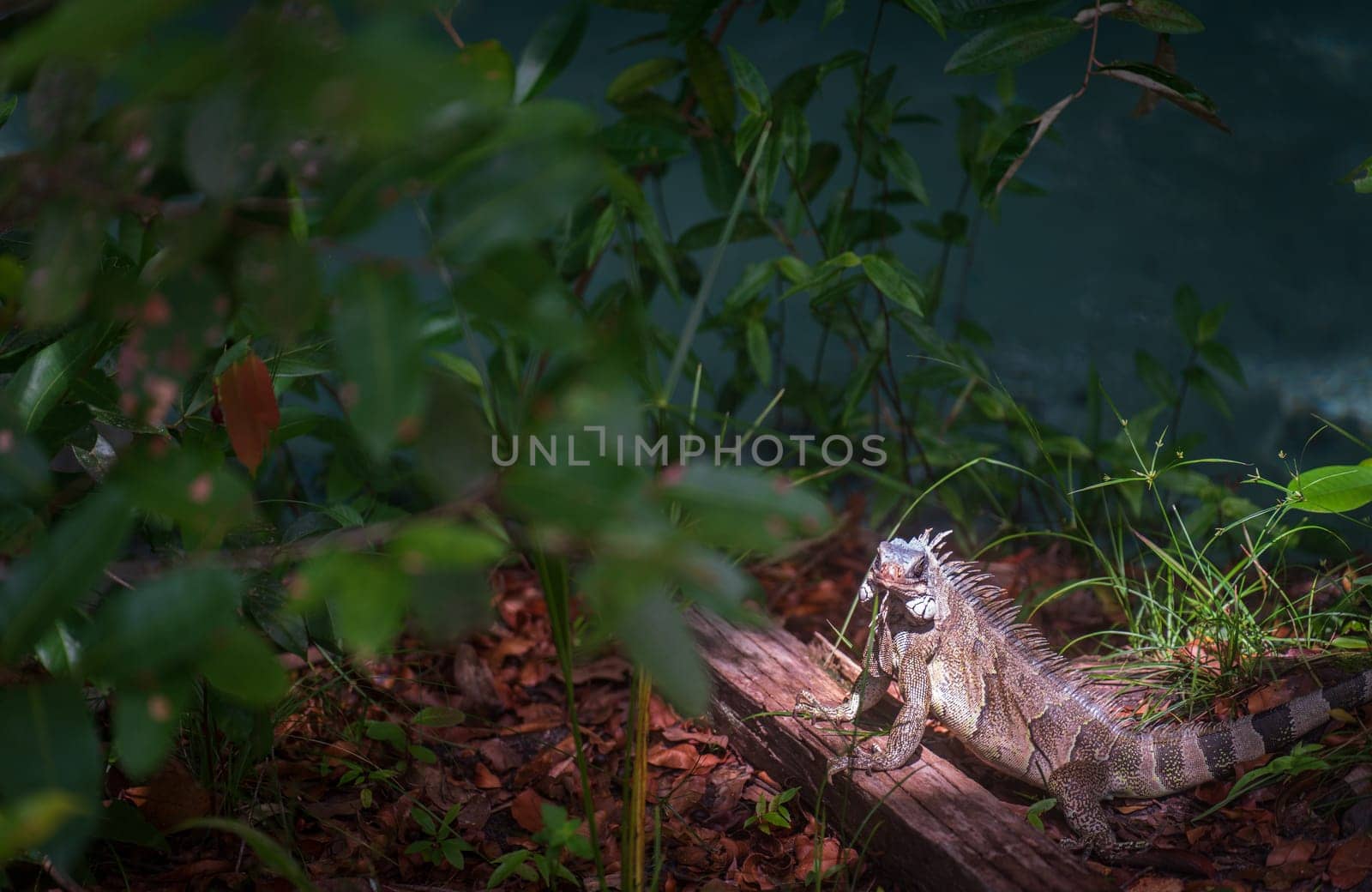 A close-up view of a lizard, the green iguana, basking in the sun while perched on a wooden branch in a dense green forest.